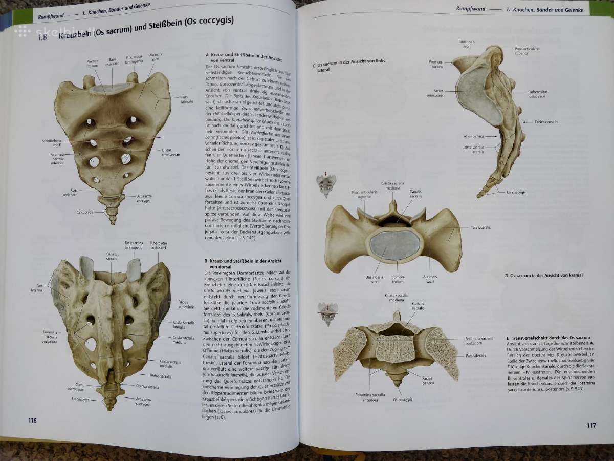 Prometheus Lernatlas der Anatomie - nuotraukos Nr. 3