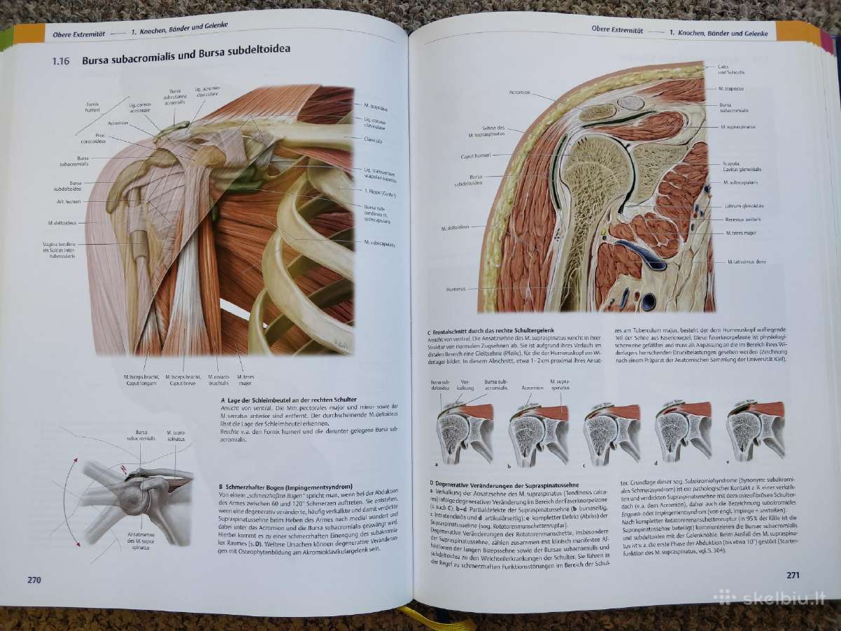 Prometheus Lernatlas der Anatomie - nuotraukos Nr. 6