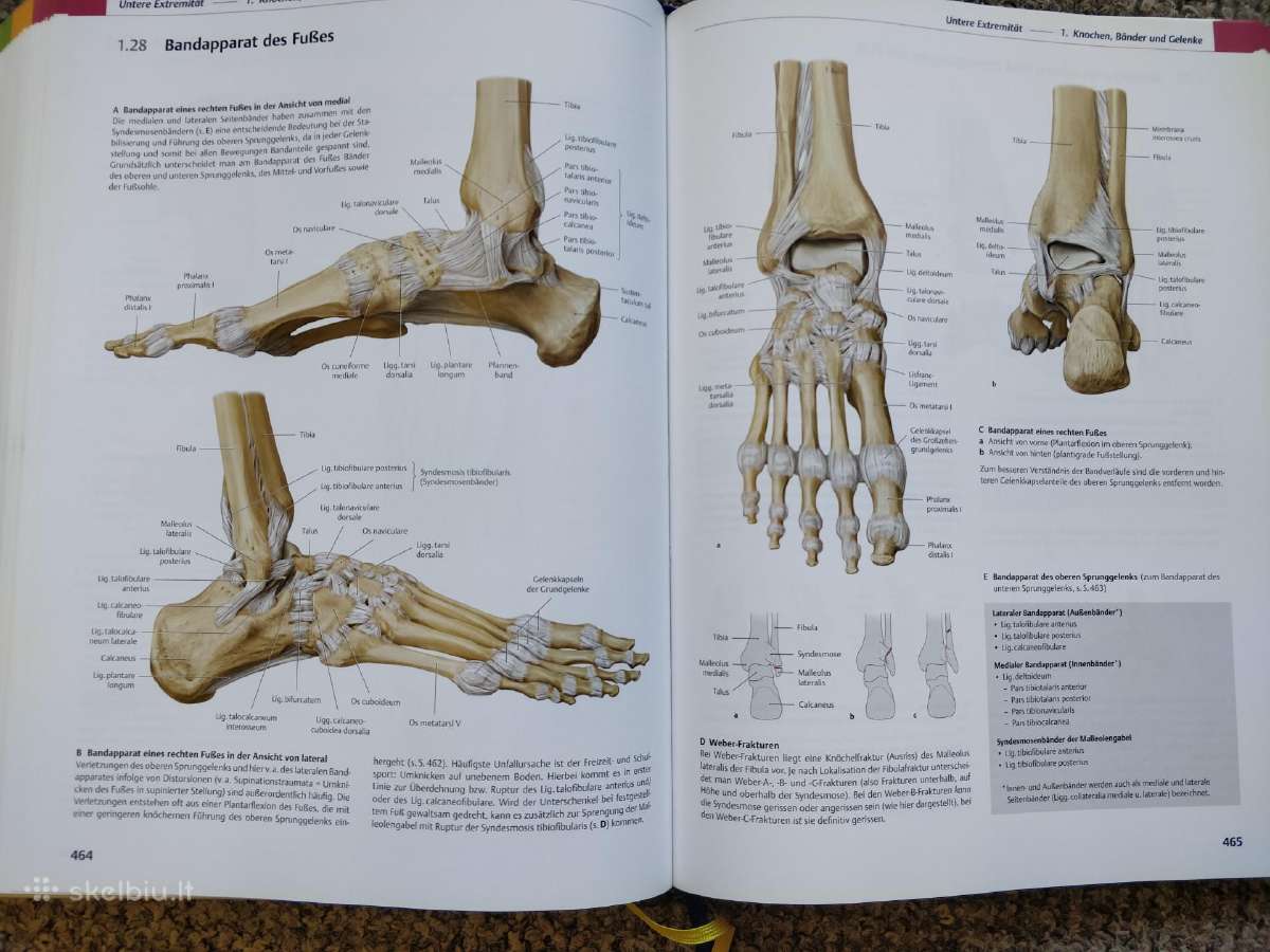 Prometheus Lernatlas der Anatomie - nuotraukos Nr. 9