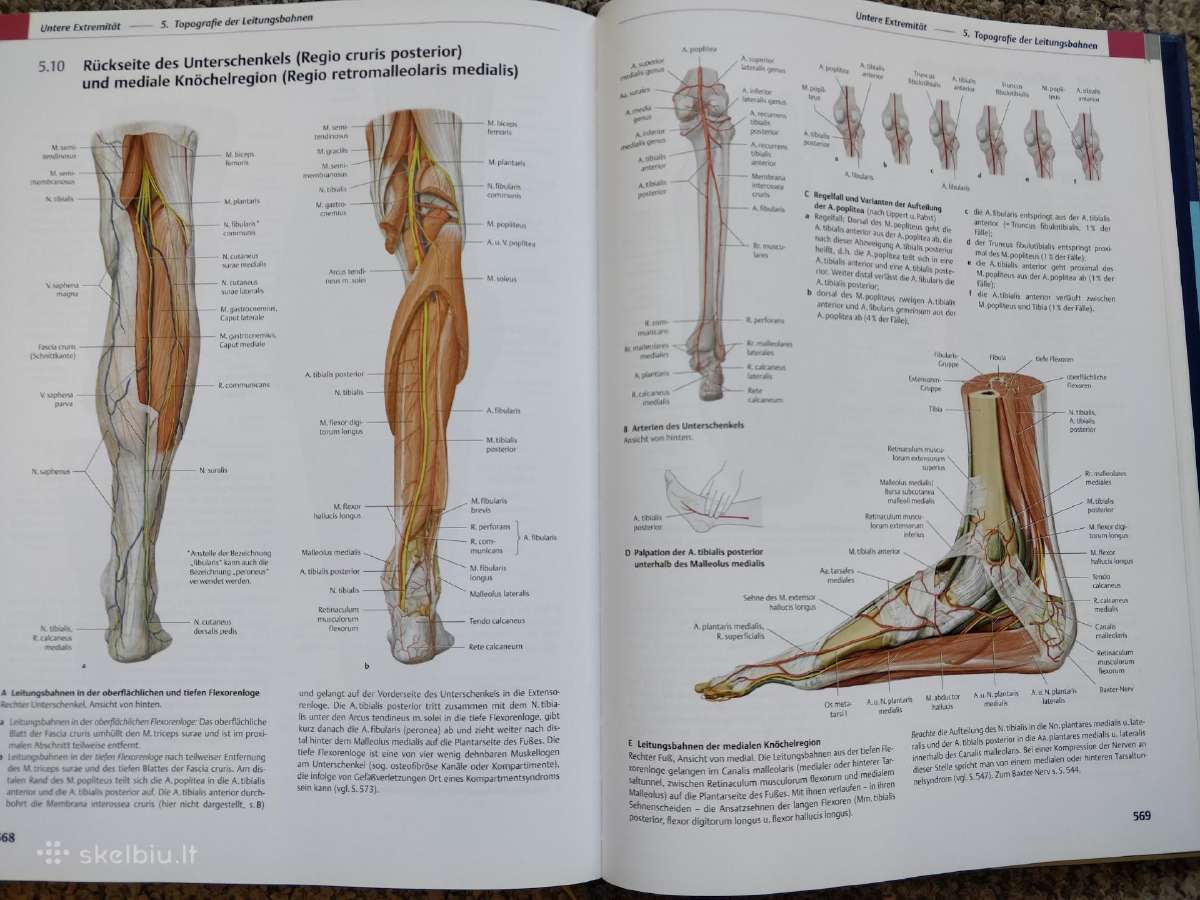 Prometheus Lernatlas der Anatomie - nuotraukos Nr. 11