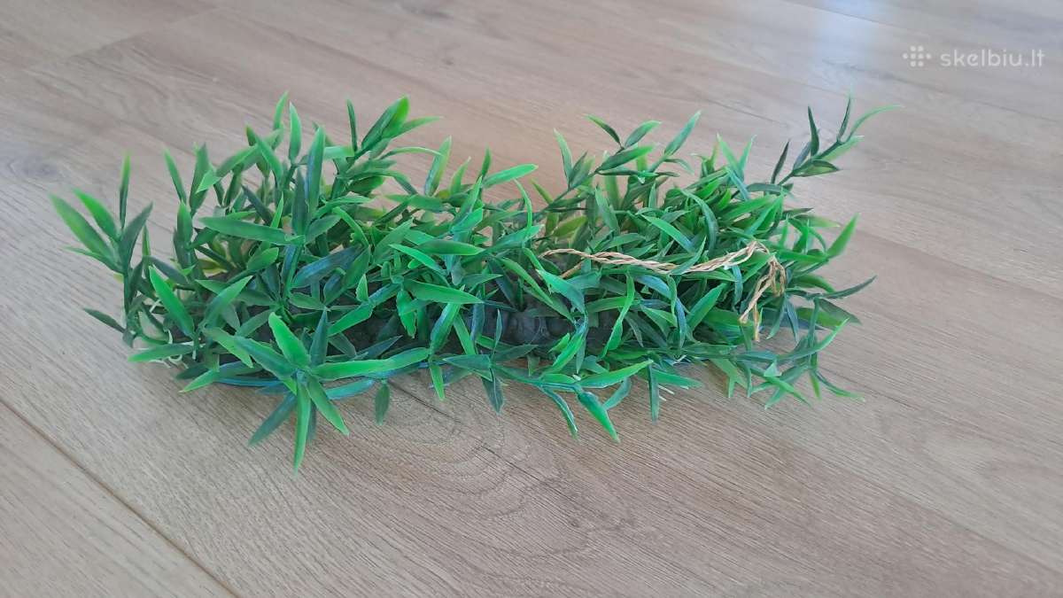 Akvariumo augalai - nuotraukos Nr. 2