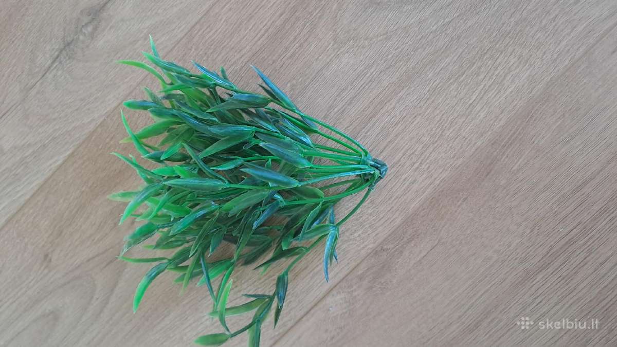 Akvariumo augalai - nuotraukos Nr. 3