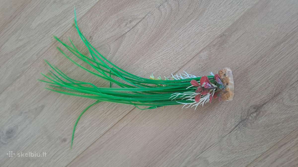 Akvariumo augalai - nuotraukos Nr. 4