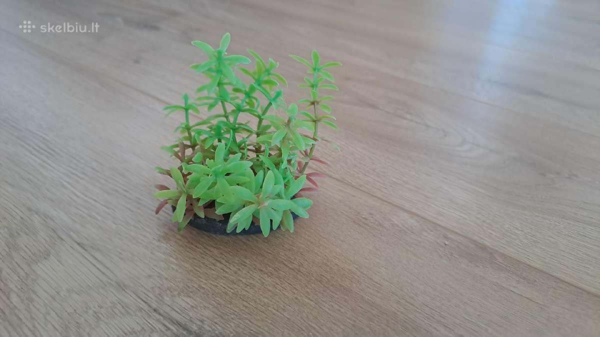 Akvariumo augalai - nuotraukos Nr. 5