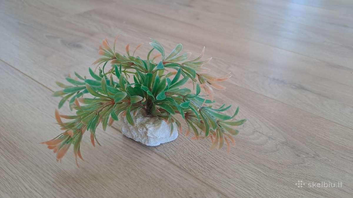 Akvariumo augalai - nuotraukos Nr. 6