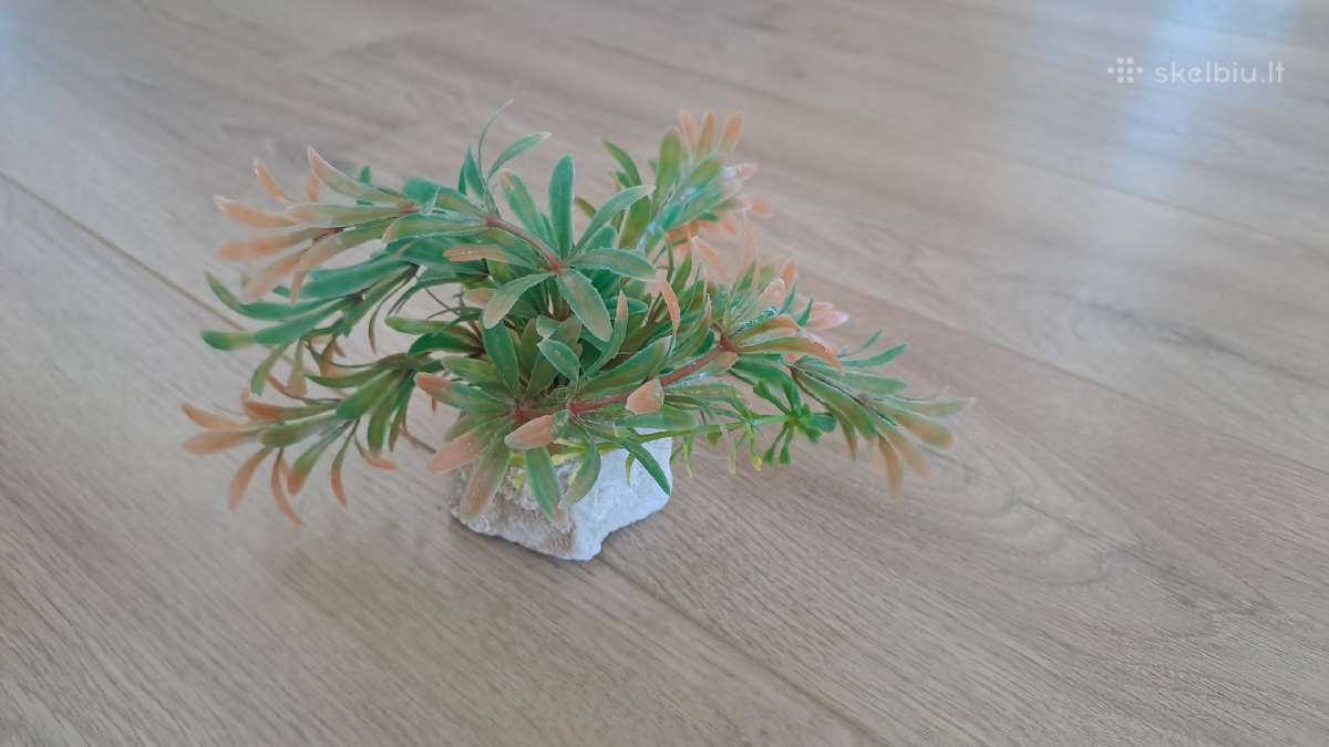 Akvariumo augalai - nuotraukos Nr. 7