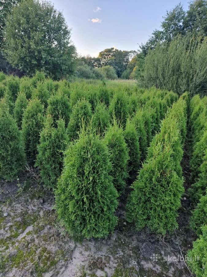 Parduodamos Tujos 5eurai. Ir kalninės pušys. - nuotraukos Nr. 4