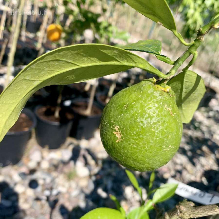 Alyvmedžiai ir citrusiniai medeliai - nuotraukos Nr. 4