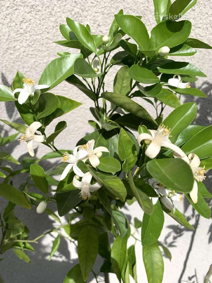 Alyvmedžiai ir citrusiniai medeliai - nuotraukos Nr. 8