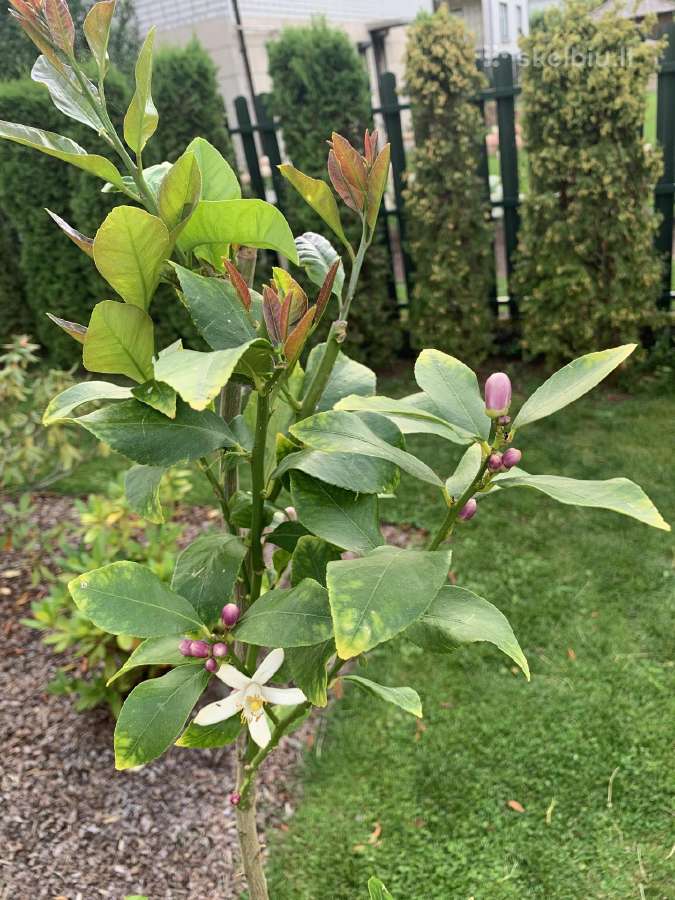 Alyvmedžiai ir citrusiniai medeliai - nuotraukos Nr. 13