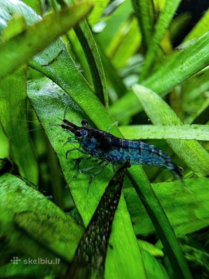 Mėlynos krevetės. Neocaridina Blue Dream