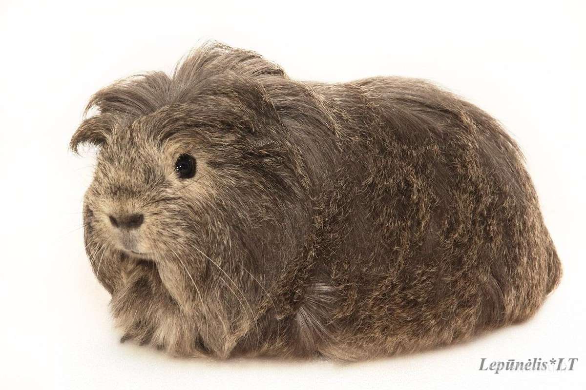 Veislinės jūrų kiaulytės - nuotraukos Nr. 7