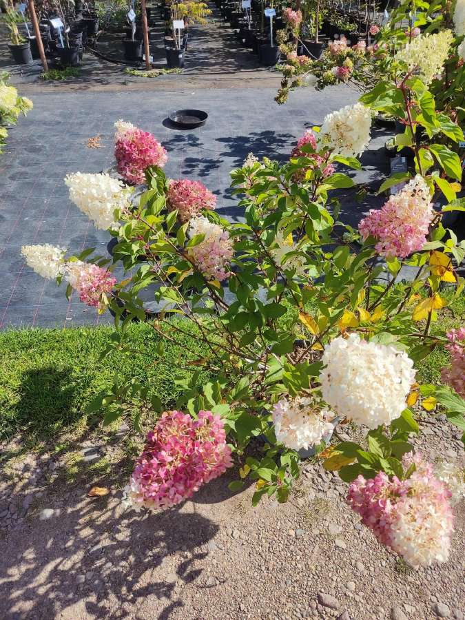 Vaismedžiai , šilauogės, sausmedžiai, hortenzijos - nuotraukos Nr. 19