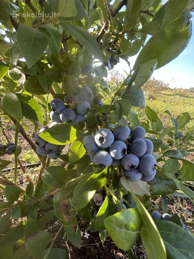 Šilauogių ir sausmedžių sodinukai - nuotraukos Nr. 5