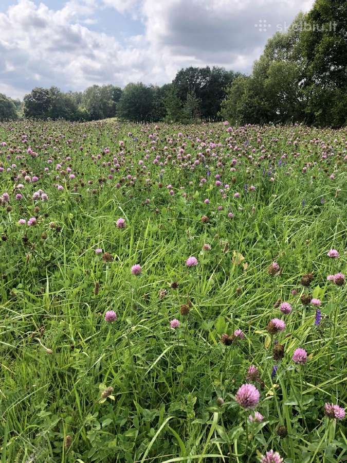 Žemė sodybos atstatymui Šilalės Rajone - nuotraukos Nr. 3