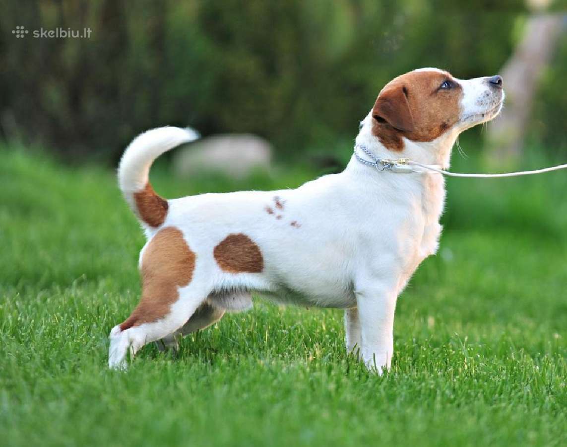 Džeko Raselo terjerai - Jack Russell terrier - nuotraukos Nr. 11