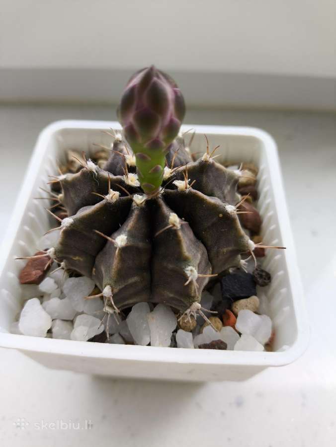 Gymnocalycium mihanovochii
