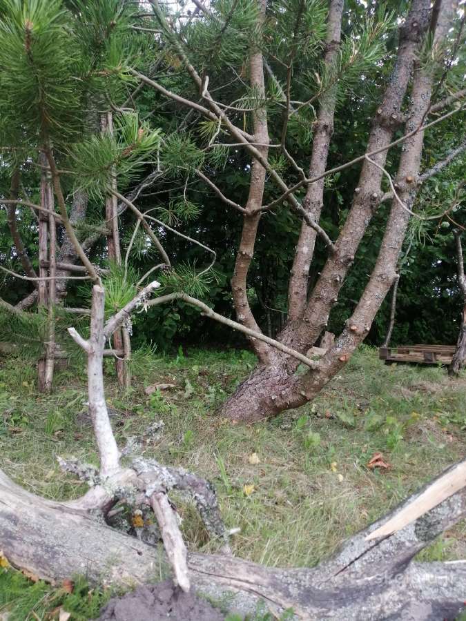 Autentiška sodyba, 38 km. jūra - nuotraukos Nr. 5