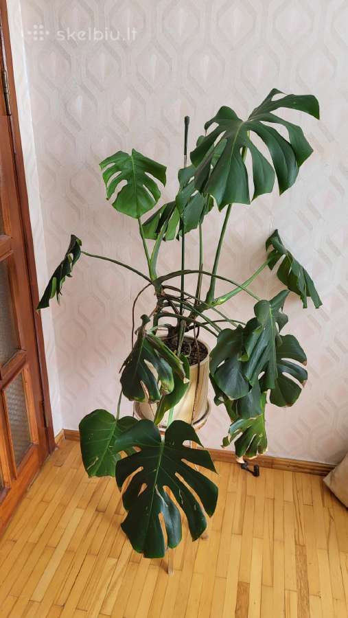Monstera