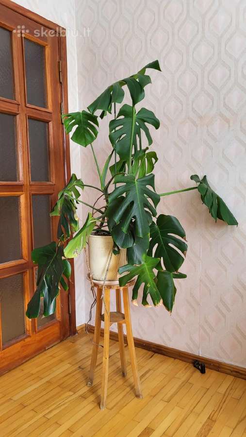 Monstera - nuotraukos Nr. 2