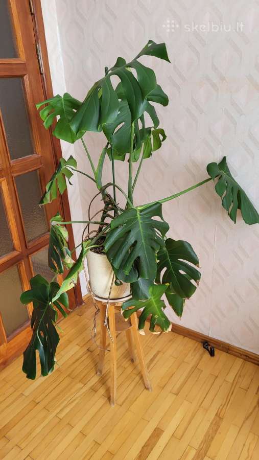Monstera - nuotraukos Nr. 3