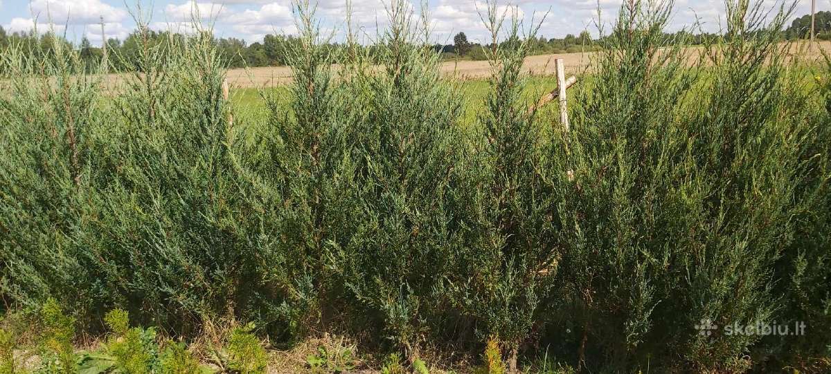 Tujos Smaragd-geromis kainomis kalnapuses juodosio - nuotraukos Nr. 15