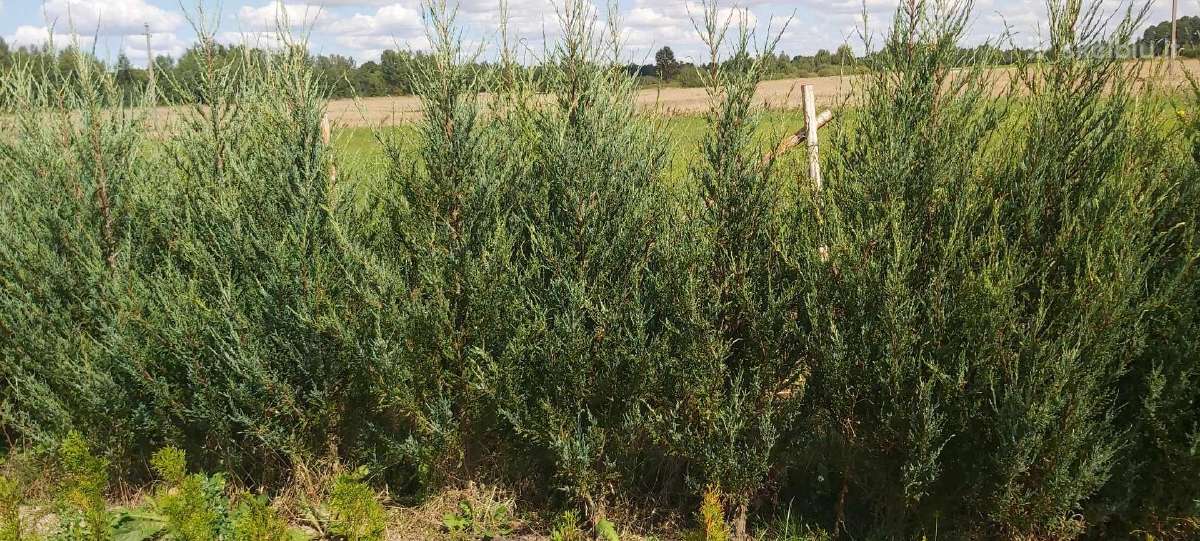 Tujos Smaragd ir kiti dekoratyviniai augalai - nuotraukos Nr. 23