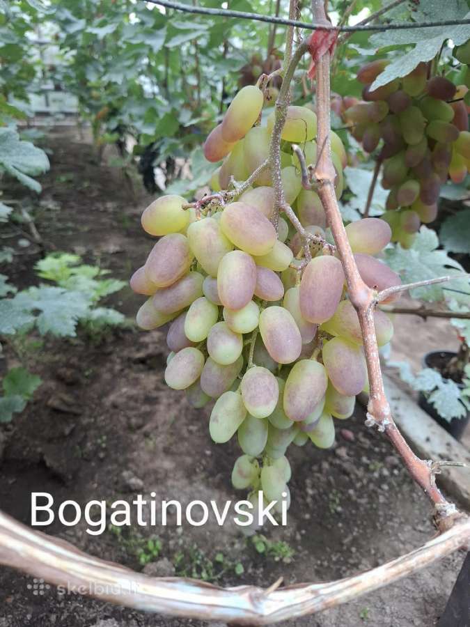 Vynuogių sodinukai - nuotraukos Nr. 16