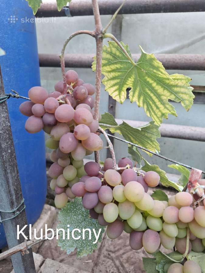 Vynuogių sodinukai - nuotraukos Nr. 21