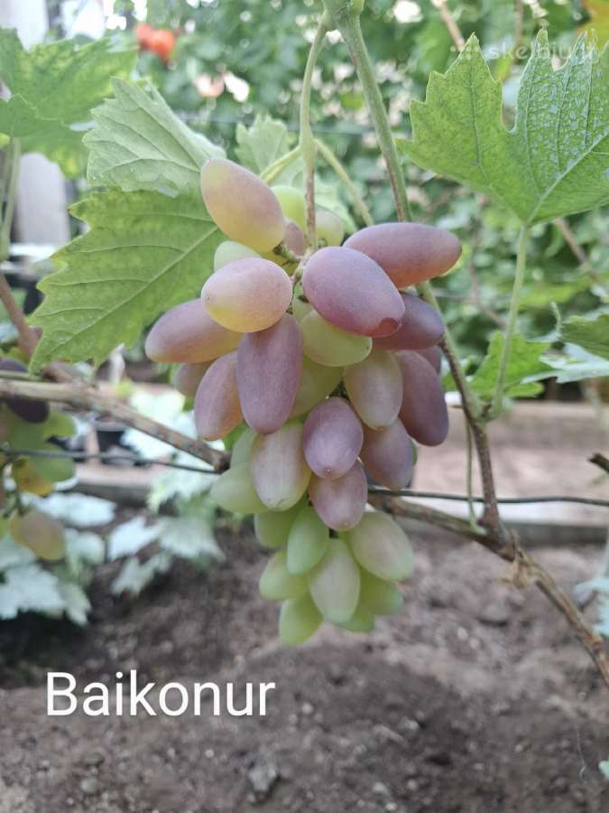 Vynuogių sodinukai - nuotraukos Nr. 23