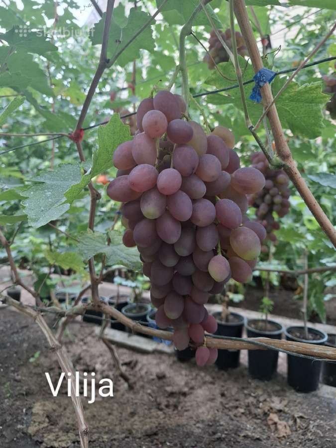 Vynuogių sodinukai - nuotraukos Nr. 24