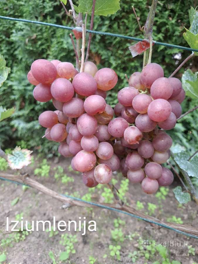 Vynuogių sodinukai - nuotraukos Nr. 25