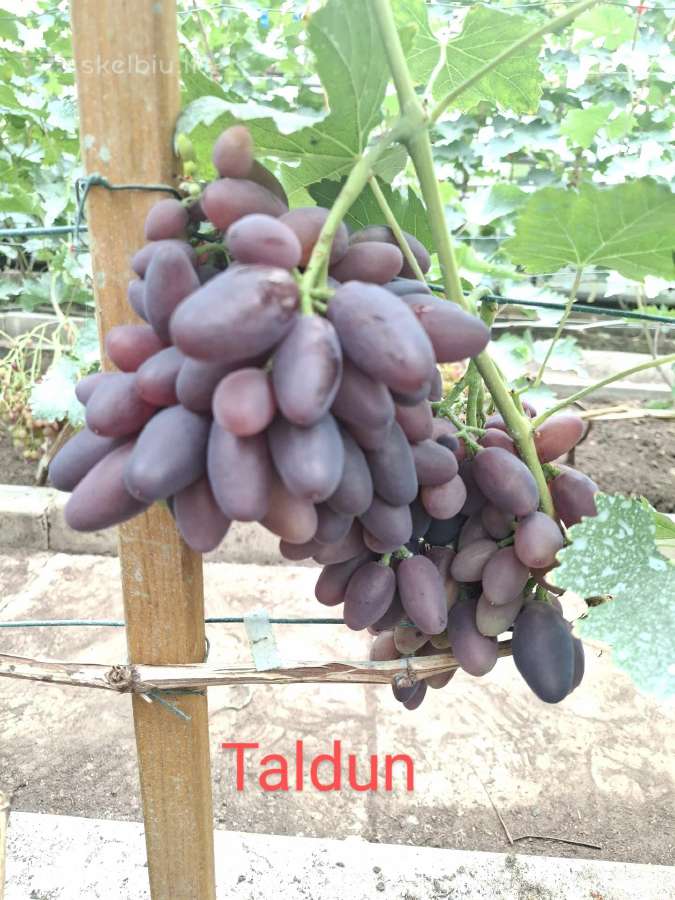 Vynuogių sodinukai - nuotraukos Nr. 29