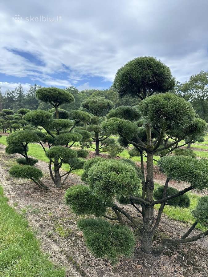 Bonsai, formuotos pušys, dekoratyviniai augalai