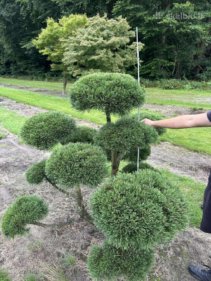Bonsai, formuotos pušys, dekoratyviniai augalai - nuotraukos Nr. 2