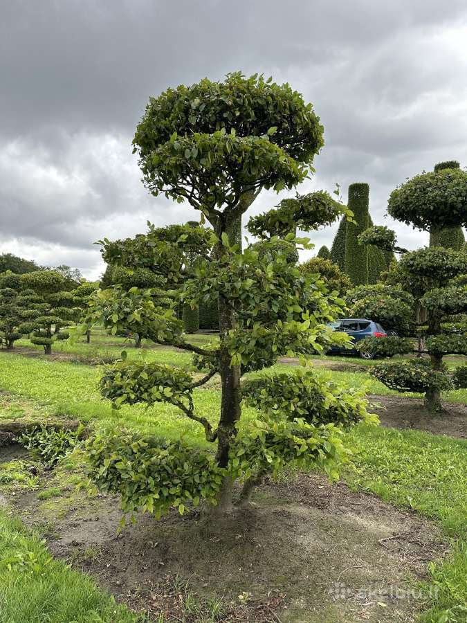 Bonsai, formuotos pušys, dekoratyviniai augalai - nuotraukos Nr. 3