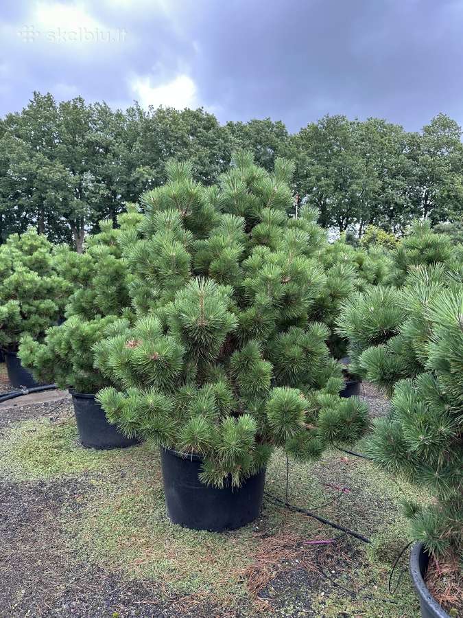 Bonsai, formuotos pušys, dekoratyviniai augalai - nuotraukos Nr. 4