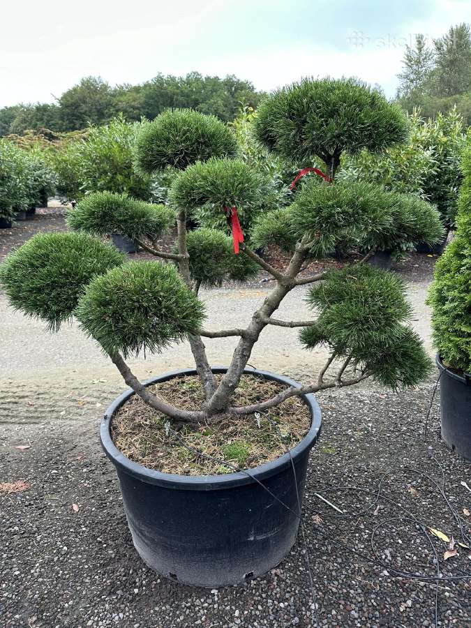 Bonsai, formuotos pušys, dekoratyviniai augalai - nuotraukos Nr. 5