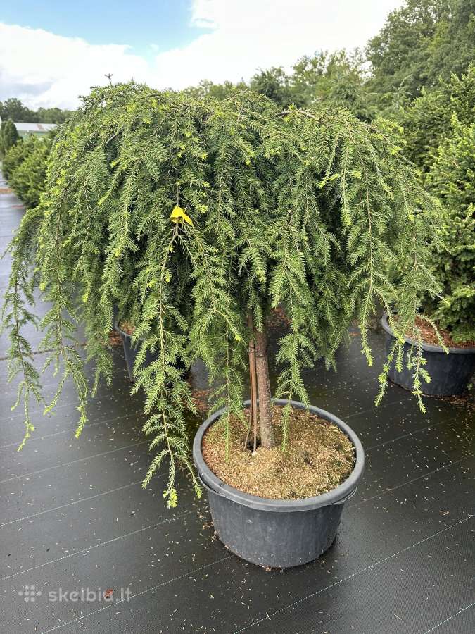 Bonsai, formuotos pušys, dekoratyviniai augalai - nuotraukos Nr. 6