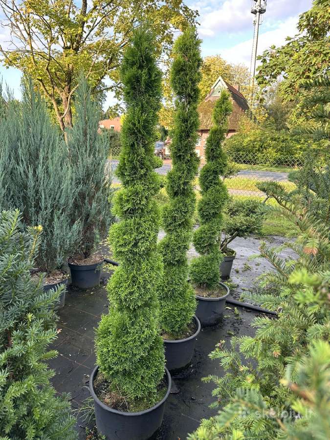 Bonsai, formuotos pušys, dekoratyviniai augalai - nuotraukos Nr. 7