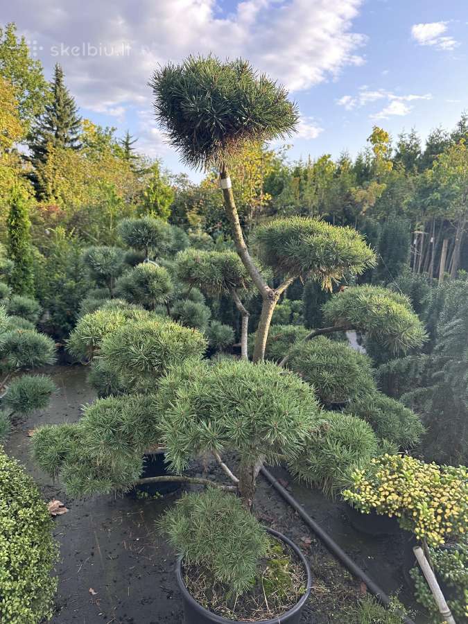 Bonsai, formuotos pušys, dekoratyviniai augalai - nuotraukos Nr. 9