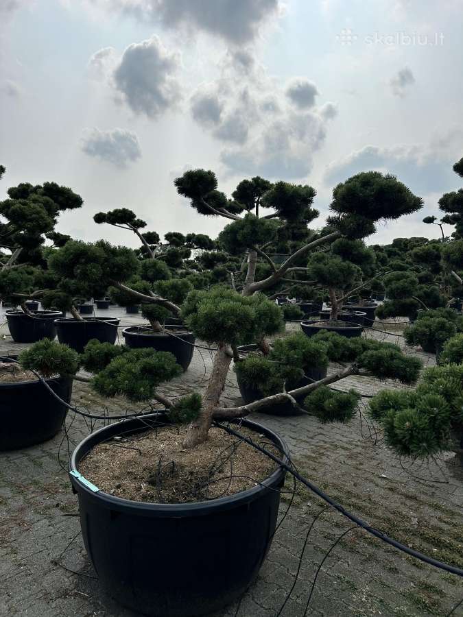 Bonsai, formuotos pušys, dekoratyviniai augalai - nuotraukos Nr. 10