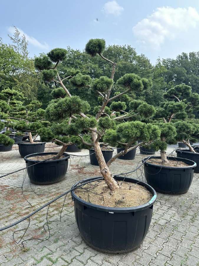 Bonsai, formuotos pušys, dekoratyviniai augalai - nuotraukos Nr. 11