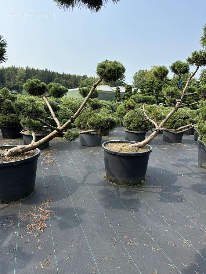 Bonsai, formuotos pušys, dekoratyviniai augalai - nuotraukos Nr. 12