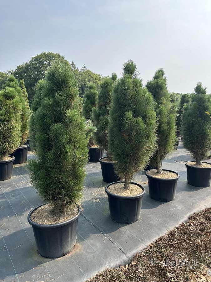 Bonsai, formuotos pušys, dekoratyviniai augalai - nuotraukos Nr. 13