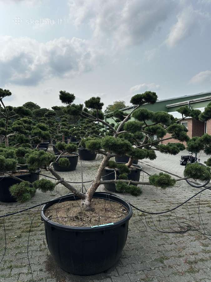 Bonsai, formuotos pušys, dekoratyviniai augalai - nuotraukos Nr. 14