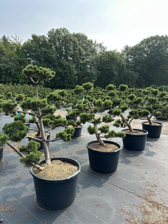 Bonsai, formuotos pušys, dekoratyviniai augalai - nuotraukos Nr. 15