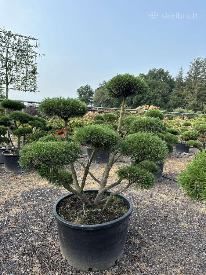 Bonsai, formuotos pušys, dekoratyviniai augalai - nuotraukos Nr. 16