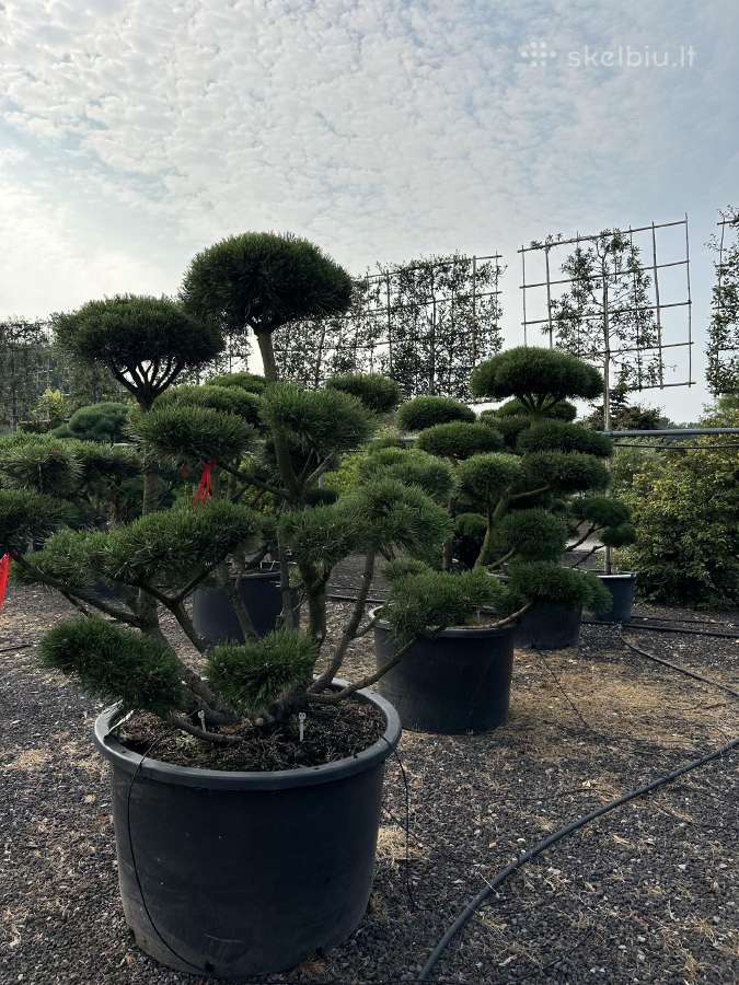 Bonsai, formuotos pušys, dekoratyviniai augalai - nuotraukos Nr. 17