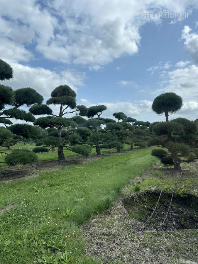 Bonsai, formuotos pušys, dekoratyviniai augalai - nuotraukos Nr. 18